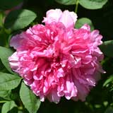 バラ 十六夜薔薇｜花の手帖の薔薇図鑑