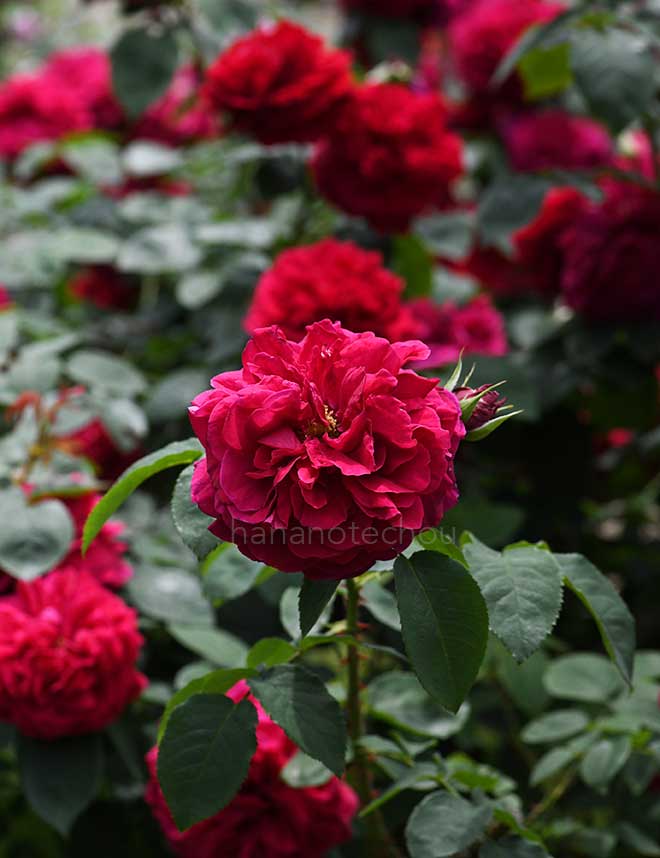 バラ エル ディ ブレスウエイト｜花の手帖の薔薇図鑑