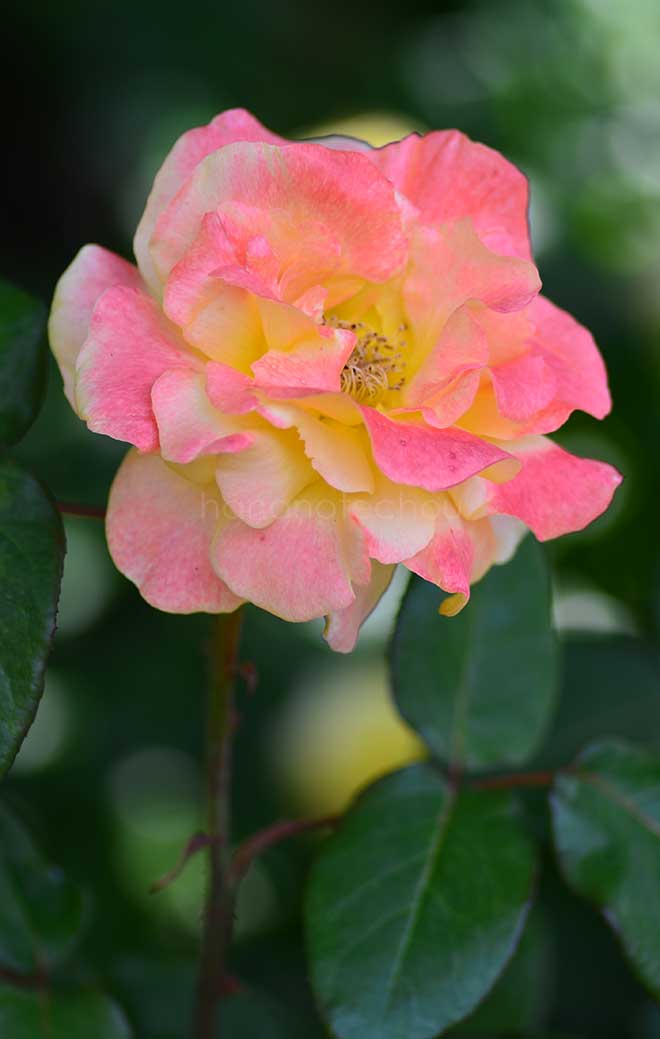 バラ おぼろ月夜｜花の手帖の薔薇図鑑