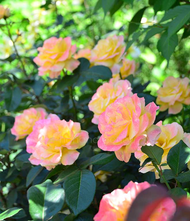 バラ おぼろ月夜｜花の手帖の薔薇図鑑