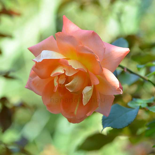 バラ オクトーバーフェスト｜花の手帖の薔薇図鑑