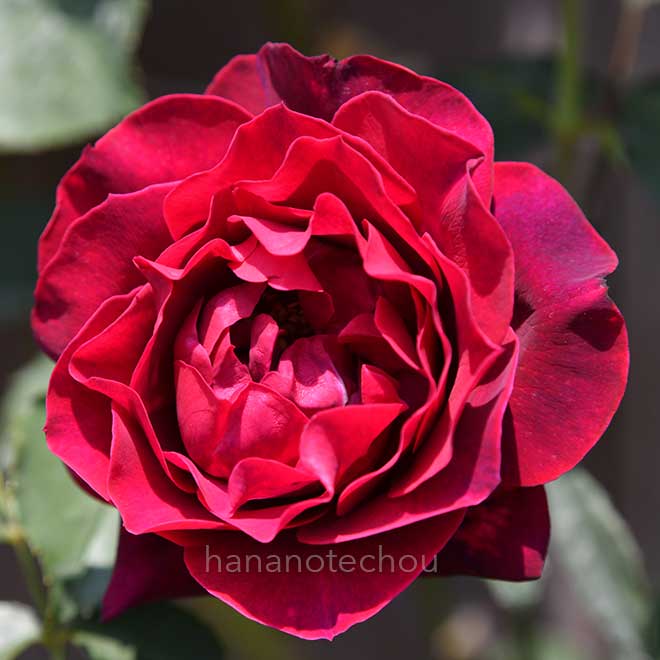 バラ オデュッセイア｜花の手帖の薔薇図鑑