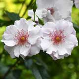 バラ アイズオンミー｜花の手帖の薔薇図鑑