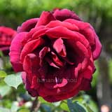 バラ ｜花の手帖の薔薇図鑑