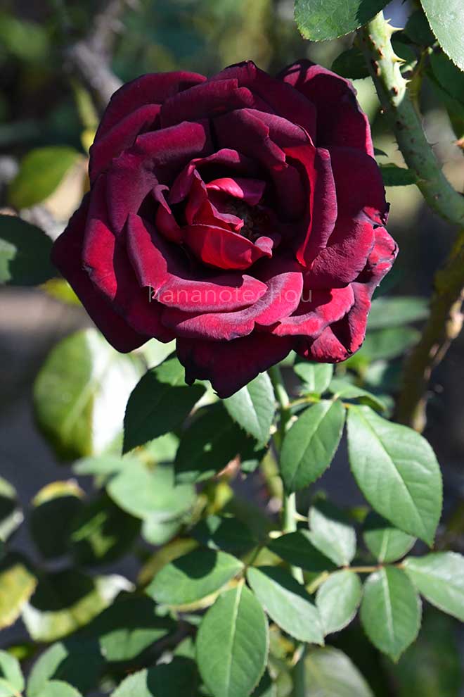 バラ オクラホマ｜花の手帖の薔薇図鑑