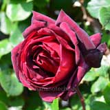 バラ つる オクラホマ｜花の手帖の薔薇図鑑