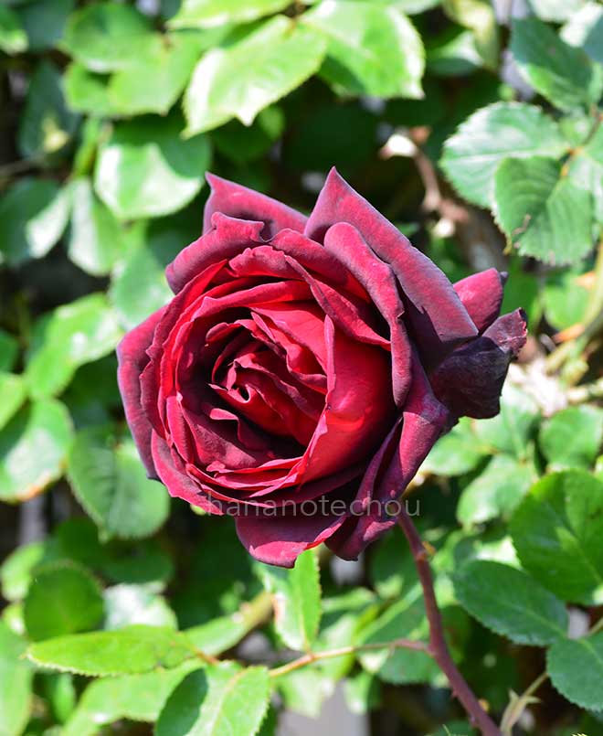 バラ つる オクラホマ｜花の手帖の薔薇図鑑