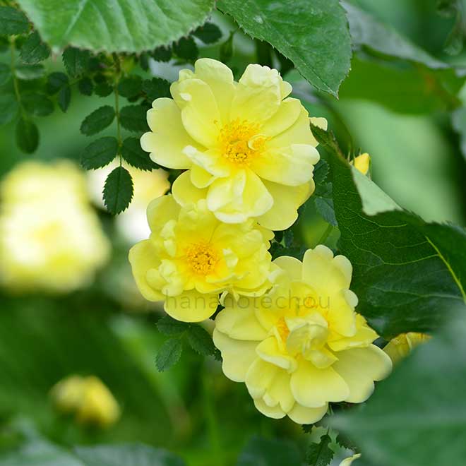 バラ オールド イエロー スコッチ｜花の手帖の薔薇図鑑