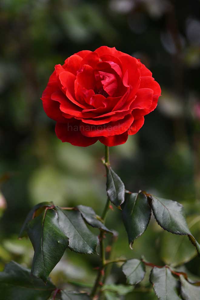 バラ オーレ｜花の手帖の薔薇図鑑