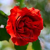 バラ つるオーレ｜花の手帖の薔薇図鑑