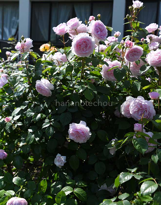 バラ オリビア ローズ オースチン｜花の手帖の薔薇図鑑