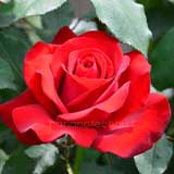 バラ オリンピアード｜花の手帖の薔薇図鑑