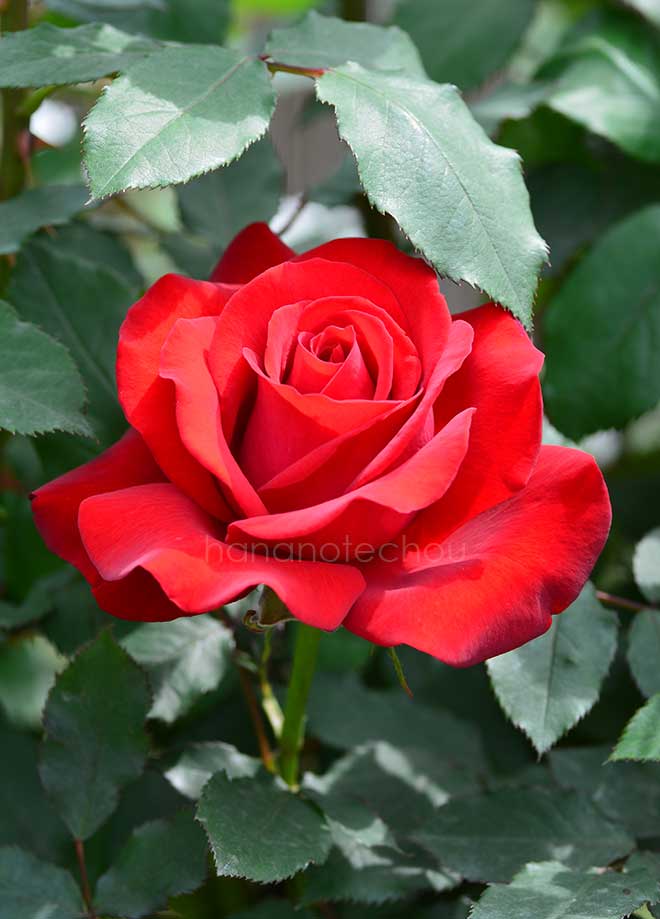 バラ オリンピアード｜花の手帖の薔薇図鑑