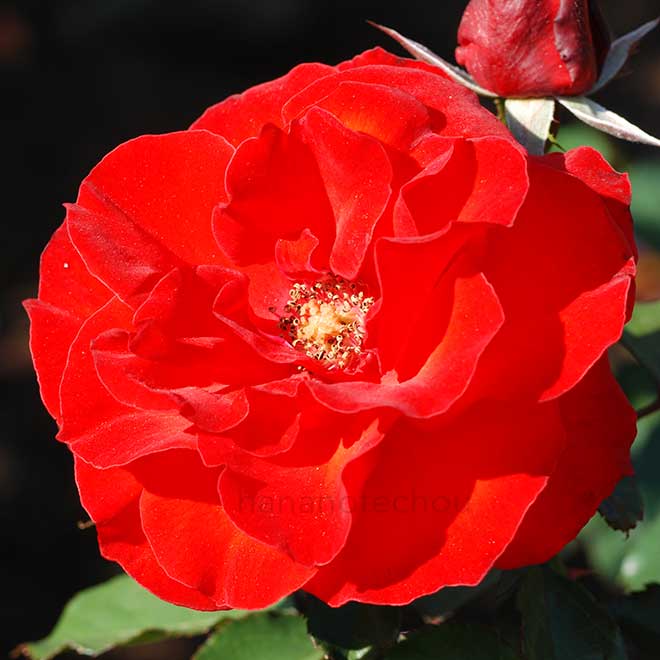 バラ オリンピックファイヤー｜花の手帖の薔薇図鑑