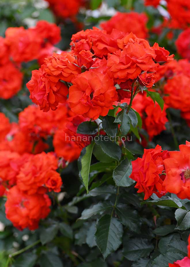 バラ オリンピックファイヤー｜花の手帖の薔薇図鑑