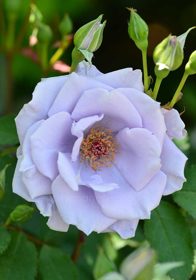 バラ オンディーナ｜花の手帖の薔薇図鑑