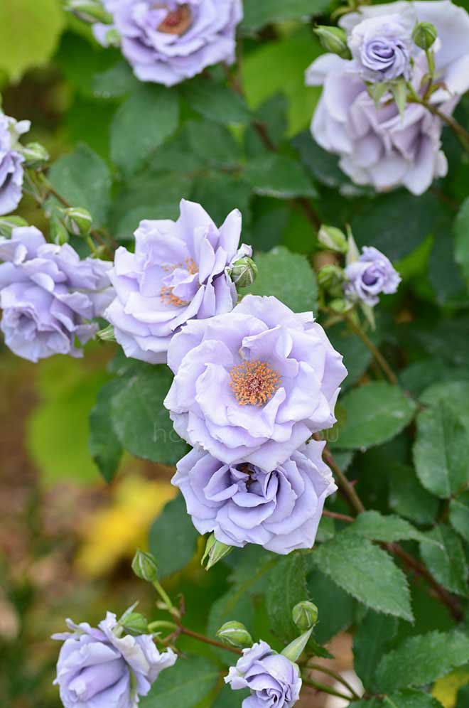 バラ オンディーナ｜花の手帖の薔薇図鑑