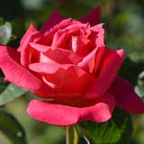 バラ オペラ｜花の手帖の薔薇図鑑