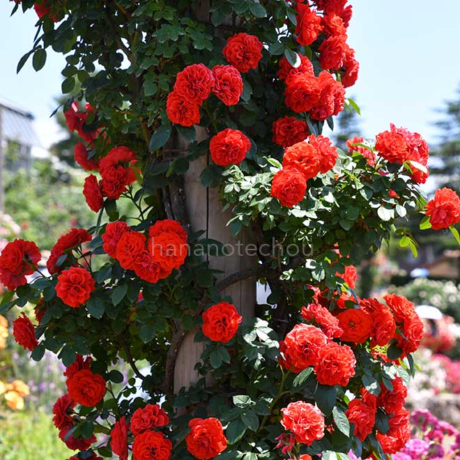 バラ つる オレンジ メイアンディナ｜花の手帖の薔薇図鑑