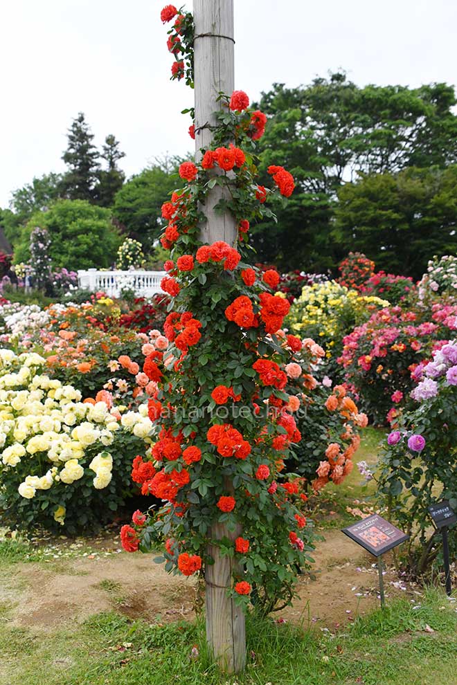 バラ つる オレンジ メイアンディナ｜花の手帖の薔薇図鑑