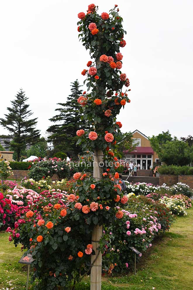 バラ オランジェリー｜花の手帖の薔薇図鑑