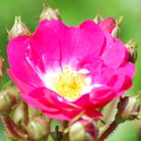 バラ オルレアンローズ｜花の手帖の薔薇図鑑