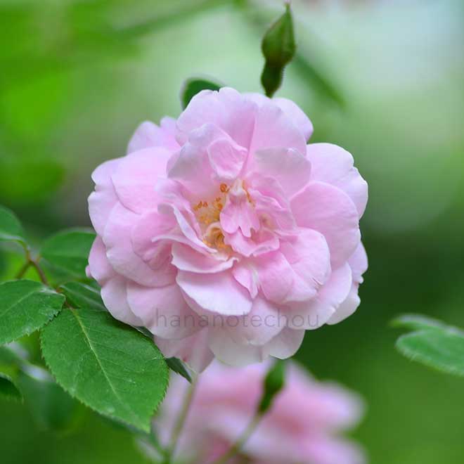 バラ オルヌマン デ ボスケ｜花の手帖の薔薇図鑑