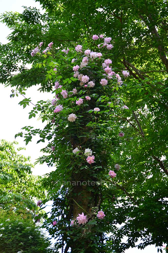 バラ オルヌマン デ ボスケ｜花の手帖の薔薇図鑑