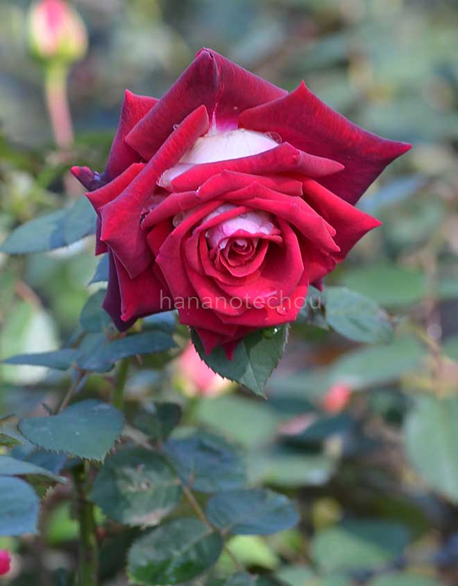 バラ オジリア｜花の手帖の薔薇図鑑