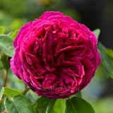 バラ オセロ｜花の手帖の薔薇図鑑