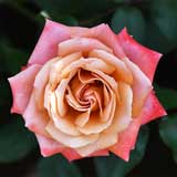 バラ 王朝｜花の手帖の薔薇図鑑