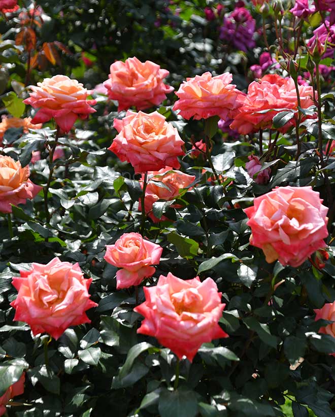 バラ 王朝｜花の手帖の薔薇図鑑