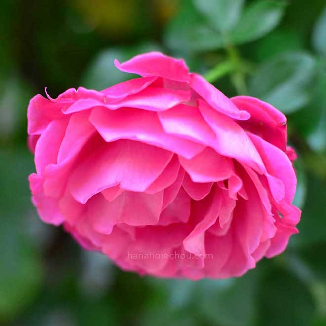 バラ 王妃アントワネット｜花の手帖の薔薇図鑑