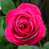 バラ ウルリッヒ ブルンナ フィルス｜花の手帖の薔薇図鑑