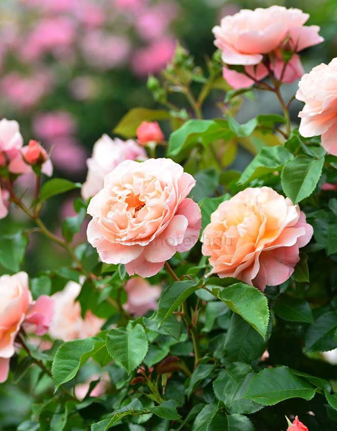 バラ ウーメロ｜花の手帖の薔薇図鑑