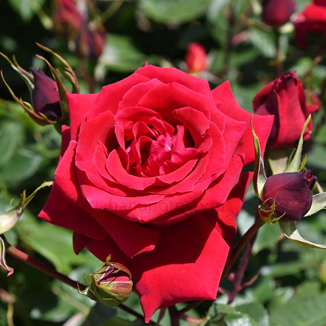 バラ アンクル ウォルター｜花の手帖の薔薇図鑑