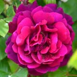 バラ アンダーザローズ｜花の手帖の薔薇図鑑