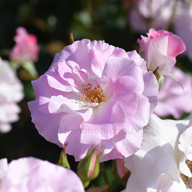 バラ 薄化粧｜花の手帖の薔薇図鑑