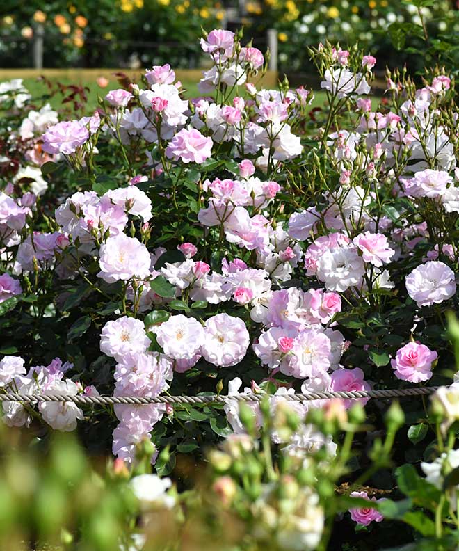 バラ 薄化粧｜花の手帖の薔薇図鑑