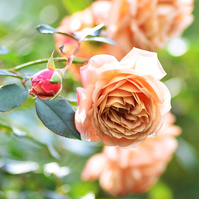 バラ 空蝉｜花の手帖の薔薇図鑑