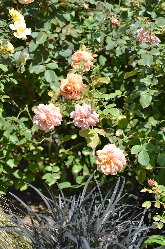 バラ 空蝉｜花の手帖の薔薇図鑑