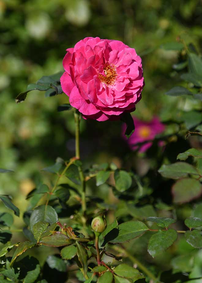 バラ ヴァンテロ｜花の手帖の薔薇図鑑