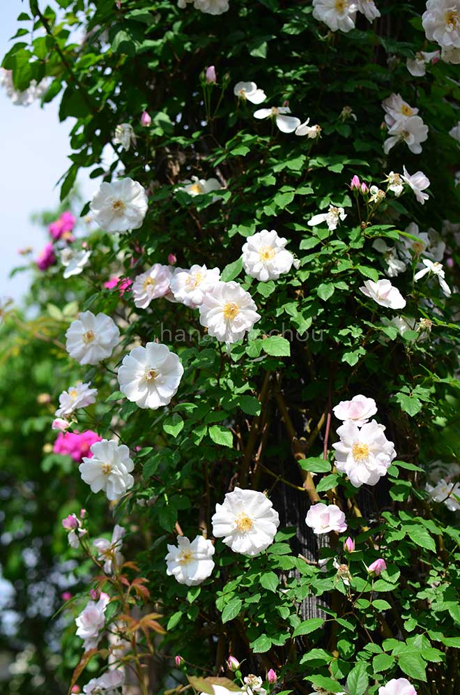 バラ ヴェヌスタ ペンデュラ｜花の手帖の薔薇図鑑
