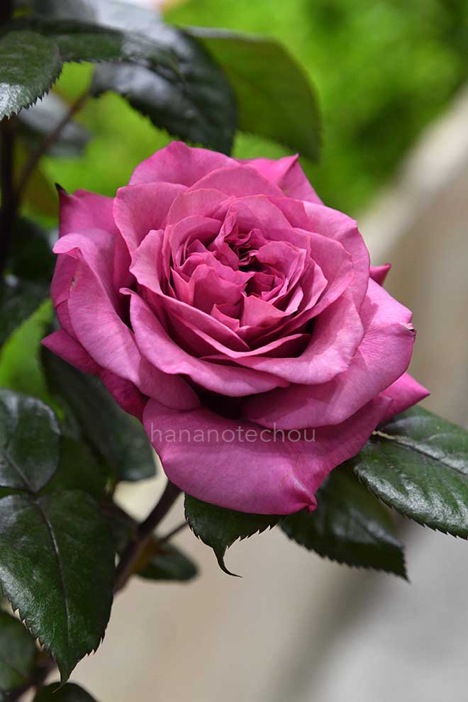 バラ ヴィウー ローズ｜花の手帖の薔薇図鑑