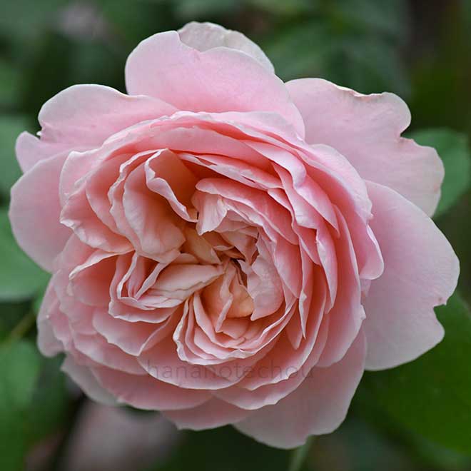 バラ ヴィンテージ フラール｜花の手帖の薔薇図鑑