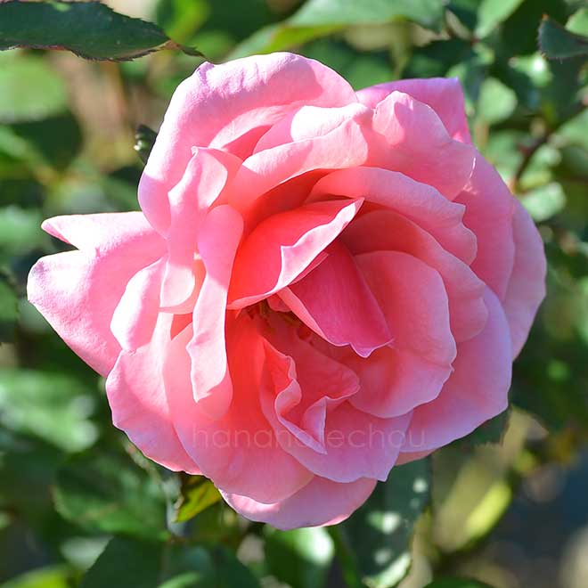 バラ ヴィオレーヌ｜花の手帖の薔薇図鑑