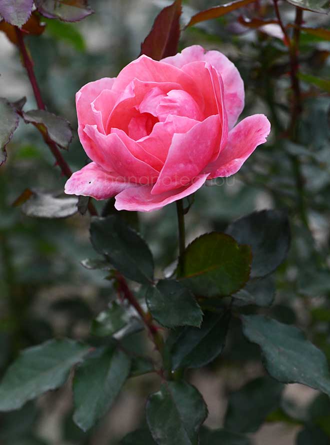 バラ ヴィオレーヌ｜花の手帖の薔薇図鑑