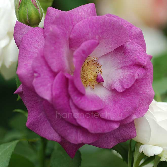 バラ ヴィオレ パルフュメ｜花の手帖の薔薇図鑑