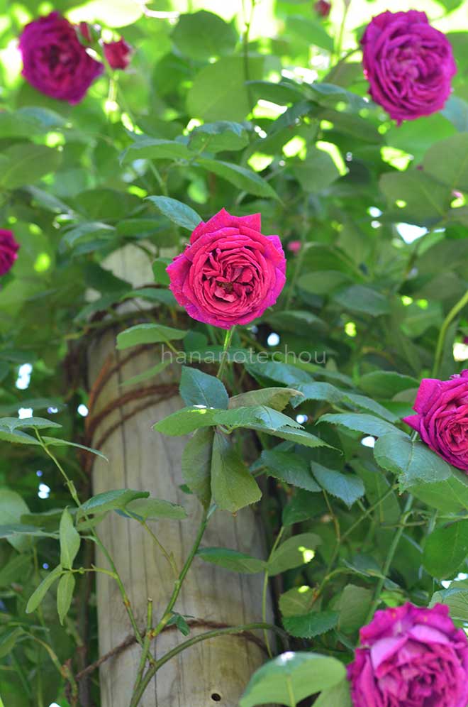 バラ ヴィヴィッド｜花の手帖の薔薇図鑑