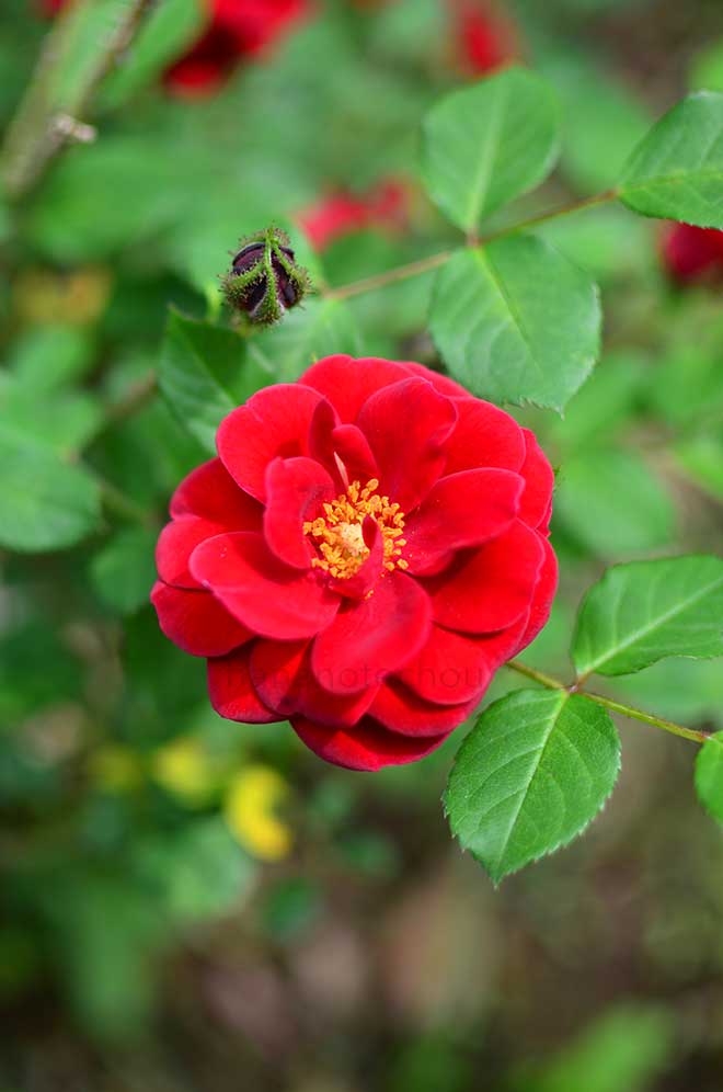 バラ ウォーム アンド フュージー｜花の手帖の薔薇図鑑